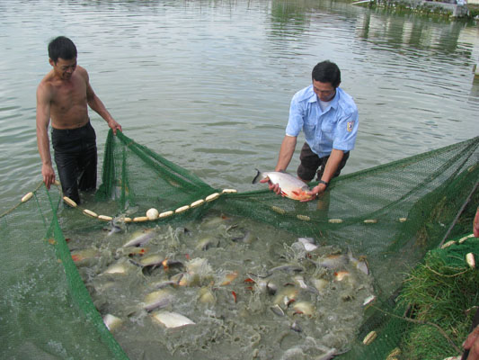 Mô hình nuôi thâm canh cá chim trắng tại xã An Dương - Tân Yên